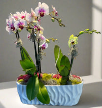 Load image into Gallery viewer, Mini Lux Boat Garden
