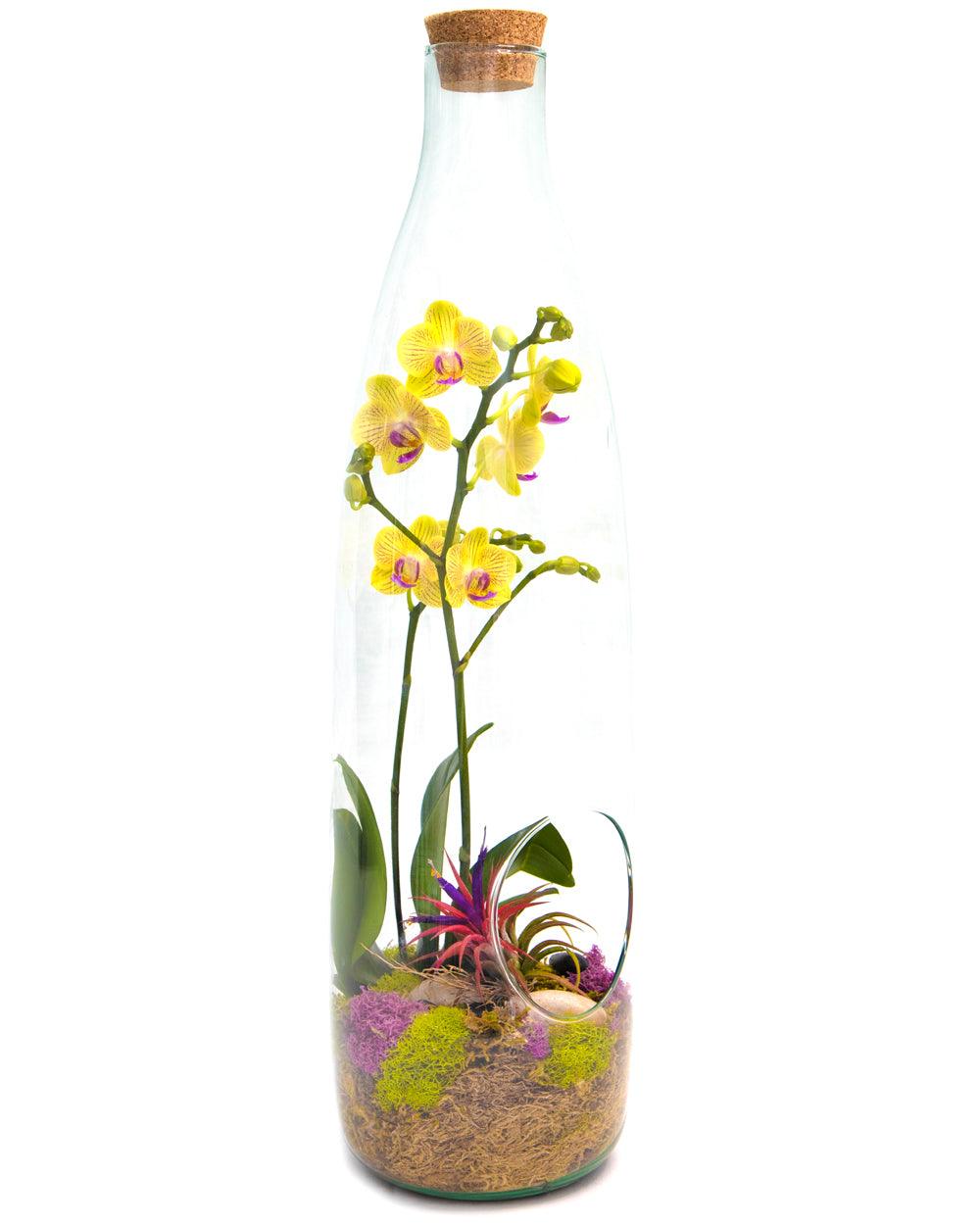 18 Glass Bottle Orchid Terrarium and Air Plant Garden - Creations by  Nathalie