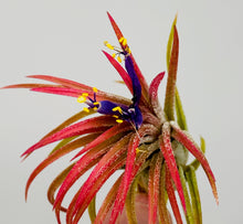 Load image into Gallery viewer, High Quality Live Air Plant Tillandsia Ionantha - Great for DIY Terrariums, Kids Activities, Fairy Gardens, Floral Arrangements - Creations by Nathalie Miami Floral Design Terrarium Orchid Succulent Air Plant