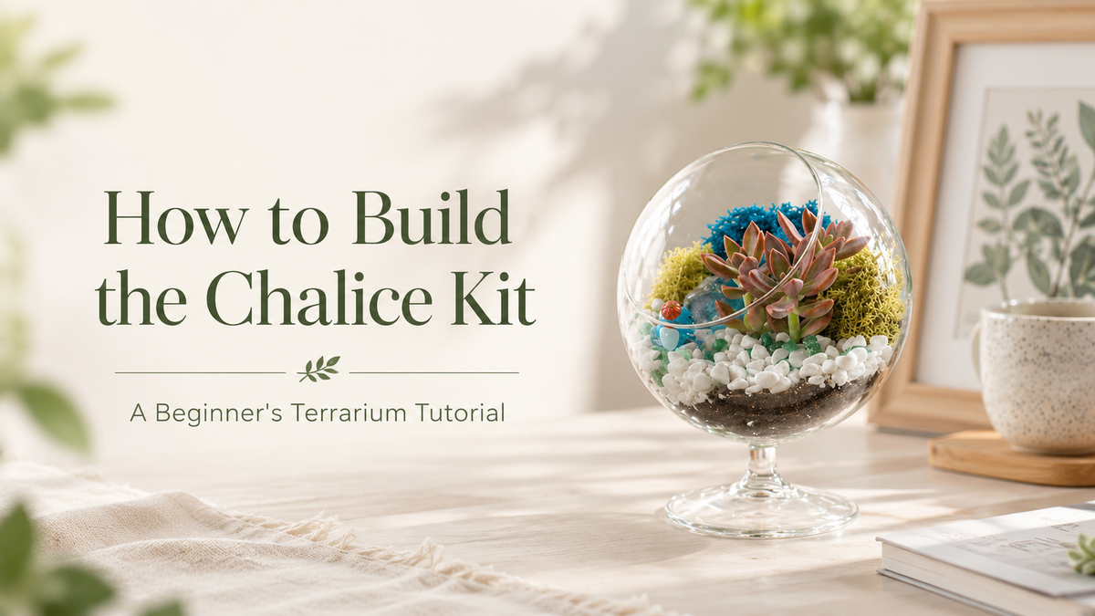 How to Build the Chalice Kit: A Beginner's Terrarium Tutorial