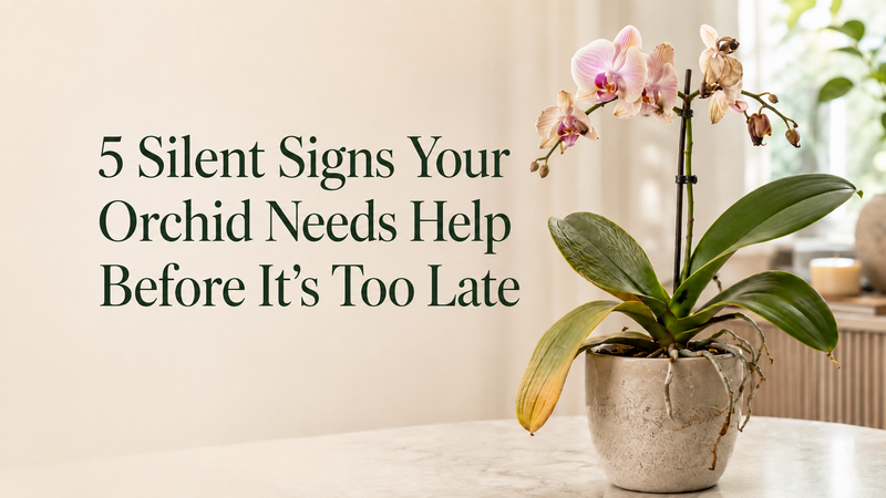 5 Silent Signs Your Orchid Needs Help Before It Is Too Late