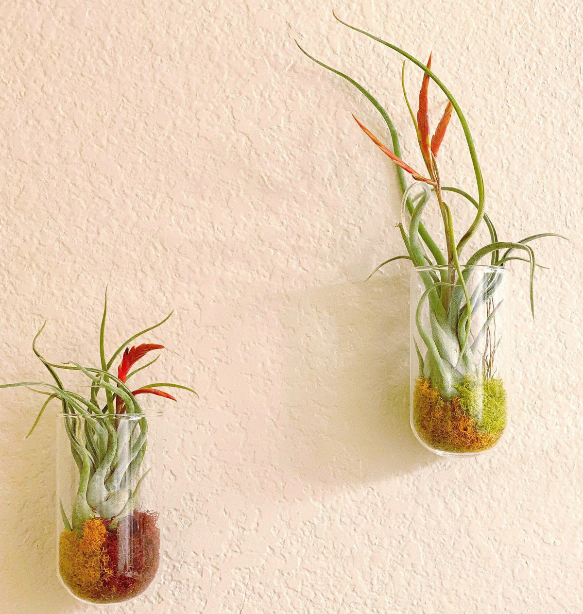 Air Plant Collection - Creations by Nathalie