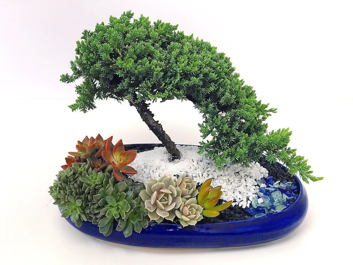 Bonsai Collection - Creations by Nathalie