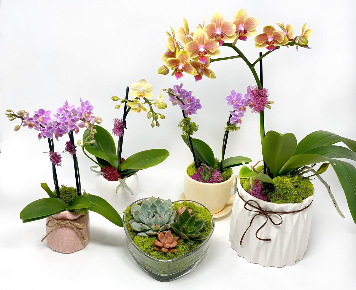 Gifts under $25 - Creations by Nathalie