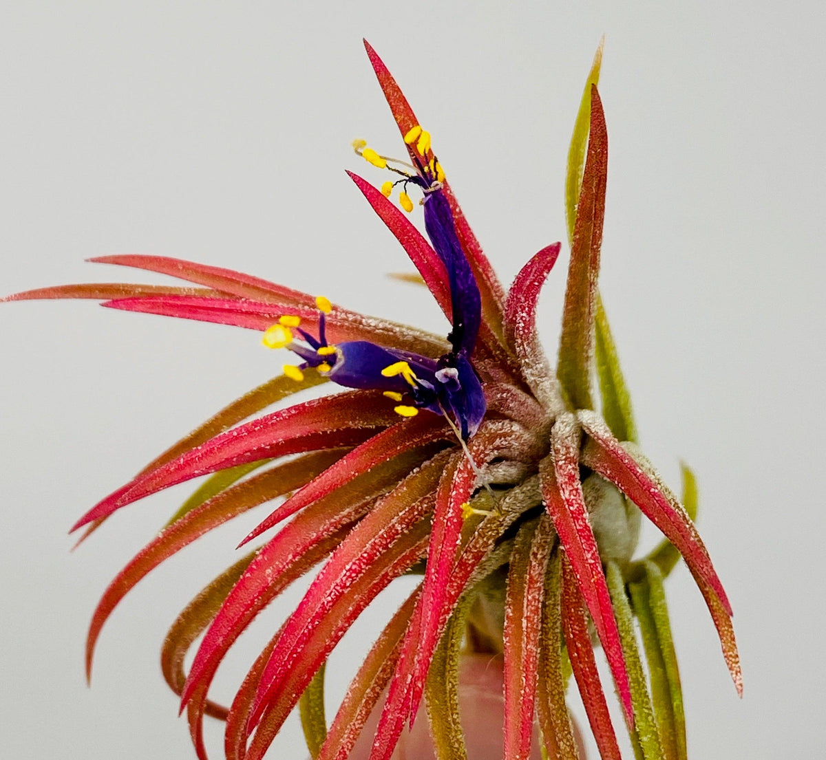 Live Air Plants - Creations by Nathalie