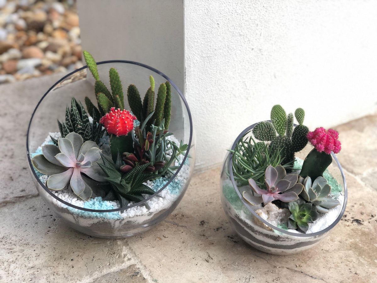 Succulent Collection - Creations by Nathalie