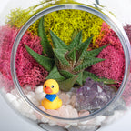 5" Acrylic Globe Succulent Terrarium Kit (Kid Friendly) - Creations by Nathalie