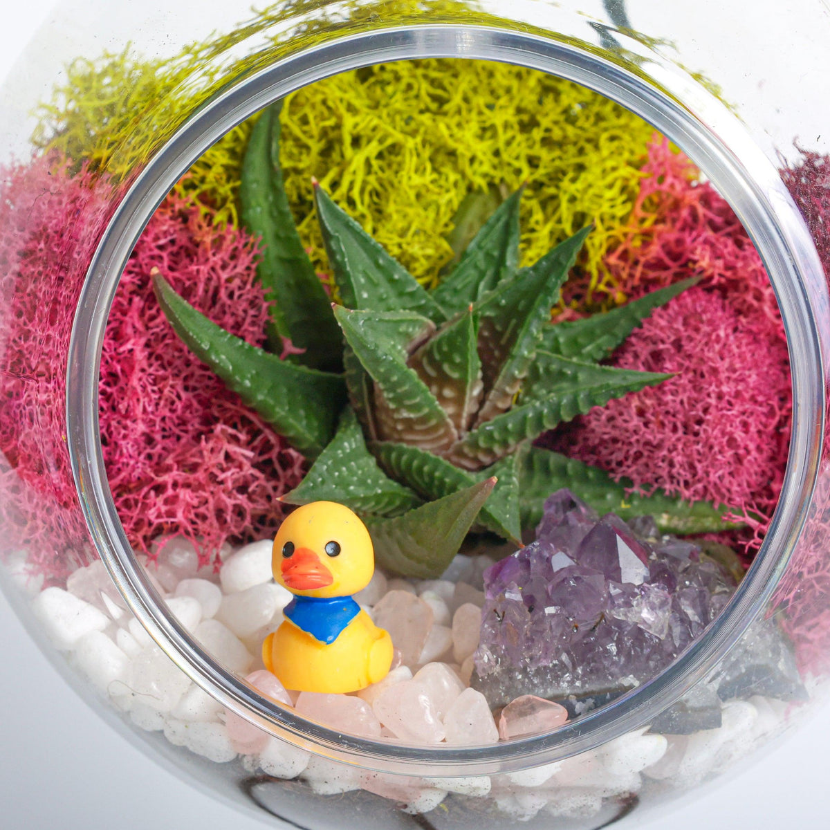 5" Acrylic Globe Succulent Terrarium Kit (Kid Friendly) - Creations by Nathalie