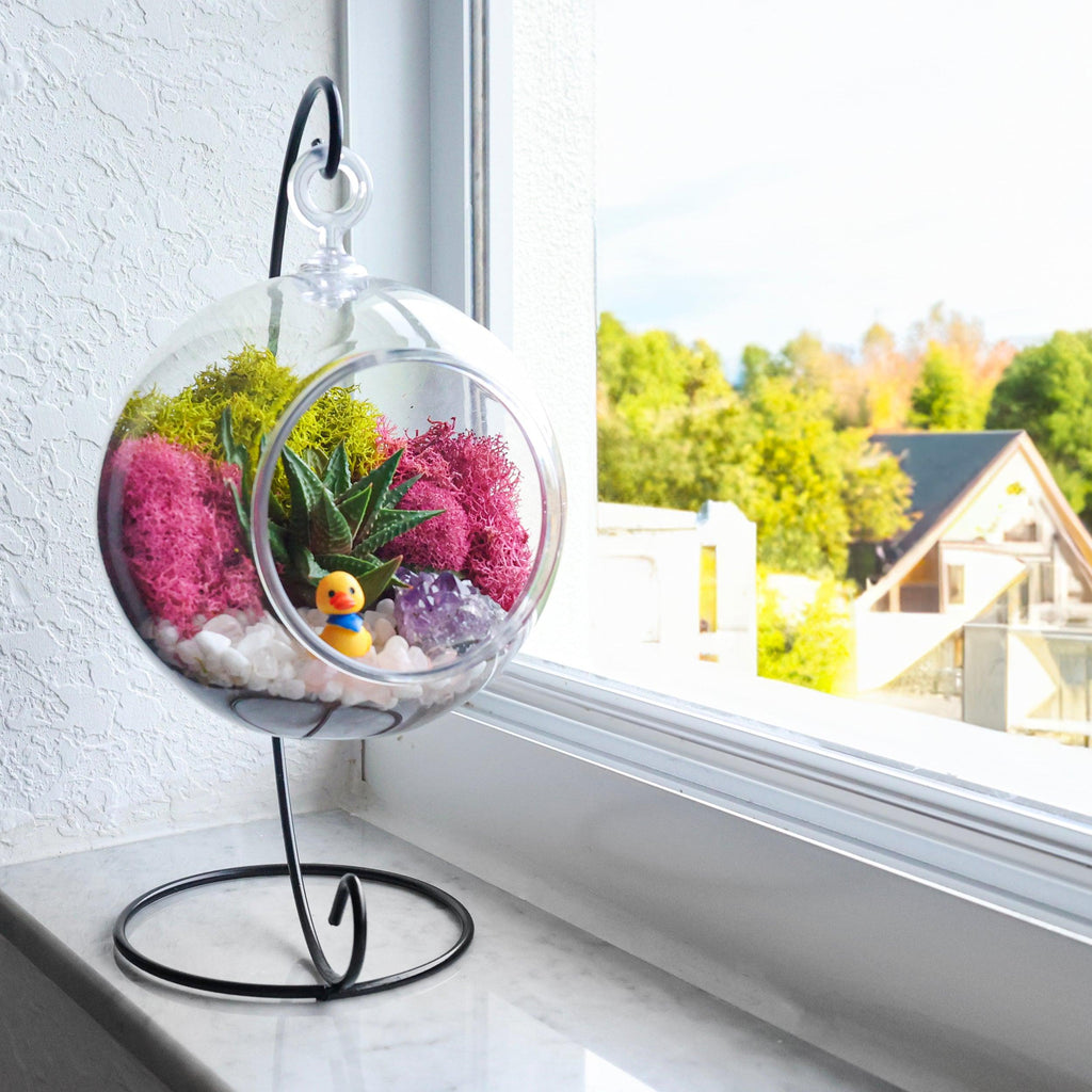 5" Acrylic Globe Succulent Terrarium Kit (Kid Friendly) - Creations by Nathalie