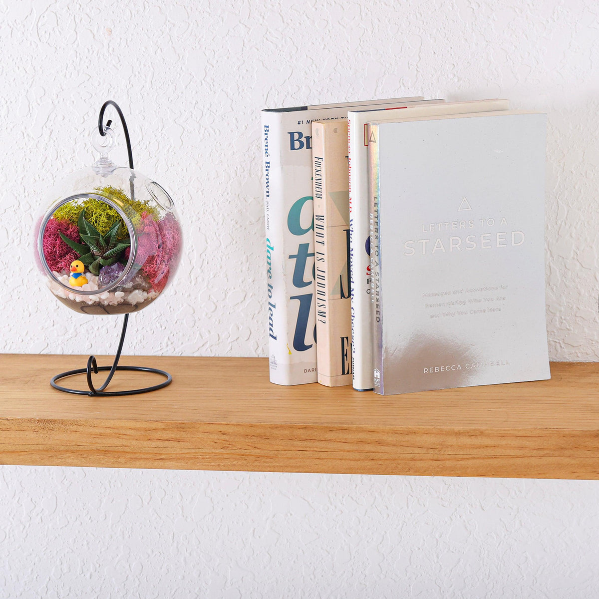 5" Acrylic Globe Succulent Terrarium Kit (Kid Friendly) - Creations by Nathalie
