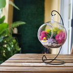 5" Acrylic Globe Succulent Terrarium Kit (Kid Friendly) - Creations by Nathalie