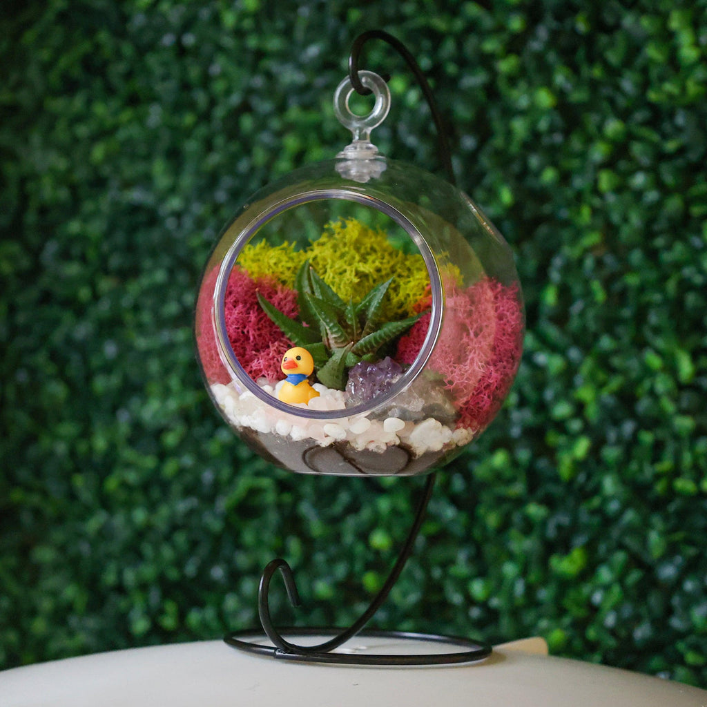 5" Acrylic Globe Succulent Terrarium Kit (Kid Friendly) - Creations by Nathalie