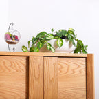 5" Acrylic Globe Succulent Terrarium Kit (Kid Friendly) - Creations by Nathalie