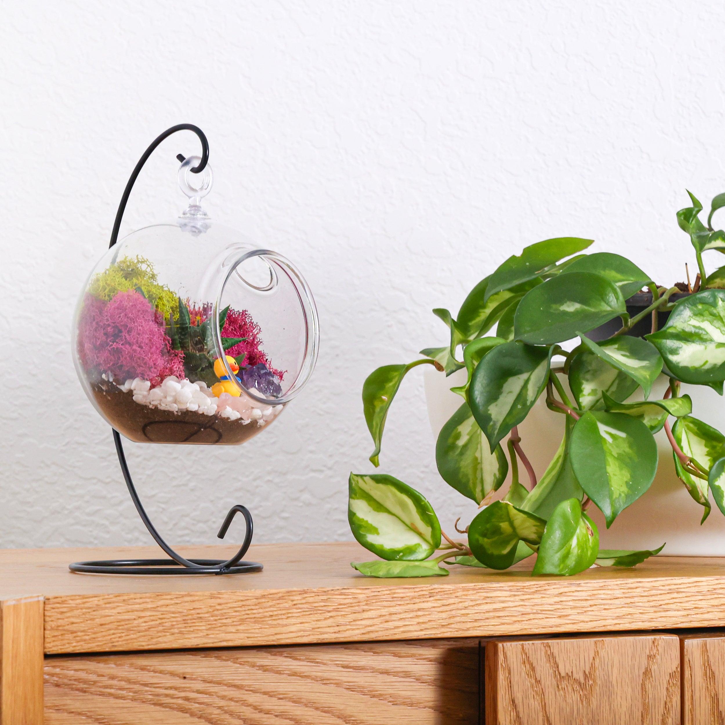 acrylic plant terrarium 5 in. Acrylic Globe Terrarium Kit with Live Succulent, Metal Stand, Reindeer Moss, Crystals, Rocks, Tools and Figurine