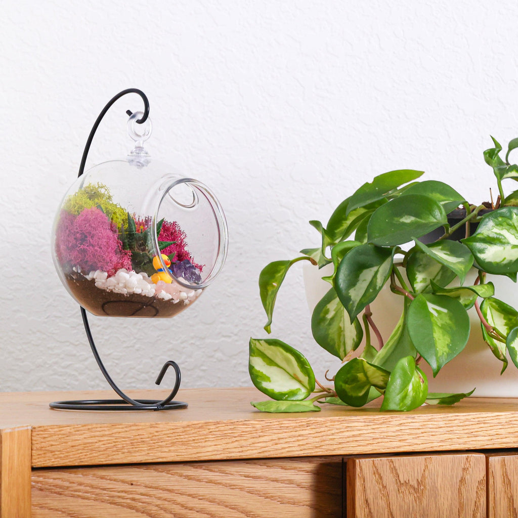 5" Acrylic Globe Succulent Terrarium Kit (Kid Friendly) - Creations by Nathalie