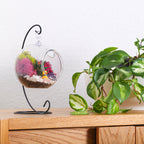 5" Acrylic Globe Succulent Terrarium Kit (Kid Friendly) - Creations by Nathalie