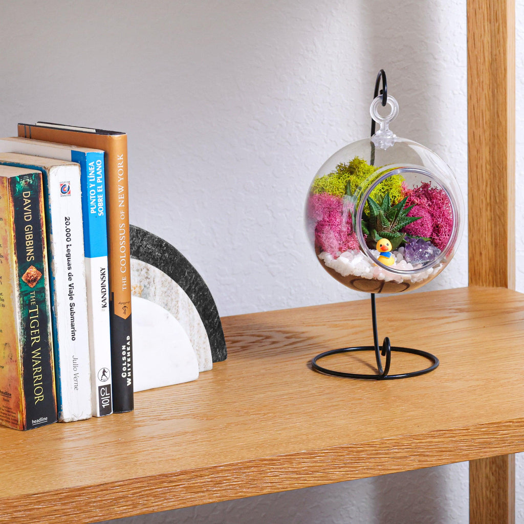 5" Acrylic Globe Succulent Terrarium Kit (Kid Friendly) - Creations by Nathalie