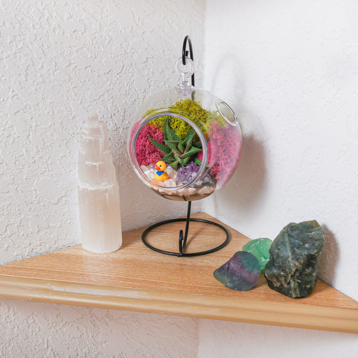 5" Acrylic Globe Succulent Terrarium Kit (Kid Friendly) - Creations by Nathalie