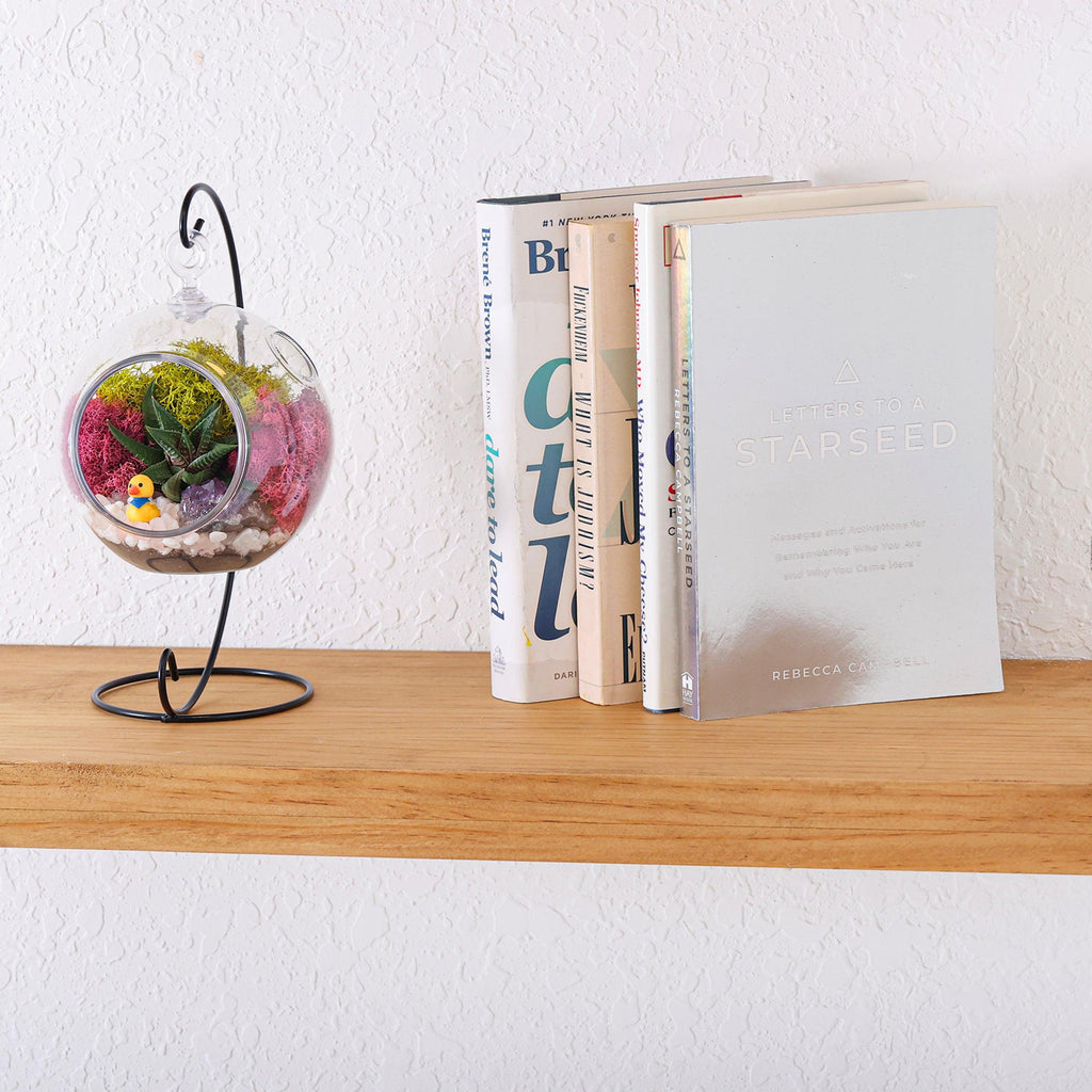 5" Acrylic Globe Succulent Terrarium Kit (Kid Friendly) - Creations by Nathalie