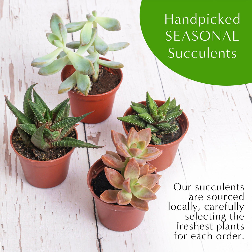 5" Acrylic Globe Succulent Terrarium Kit (Kid Friendly) - Creations by Nathalie