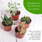5" Acrylic Globe Succulent Terrarium Kit (Kid Friendly) - Creations by Nathalie