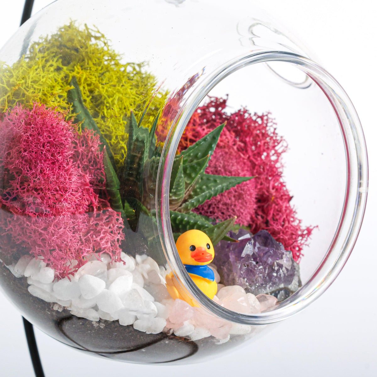 5" Acrylic Globe Succulent Terrarium Kit (Kid Friendly) - Creations by Nathalie