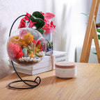 5" Glass Globe Succulent Terrarium Kit - Creations by Nathalie