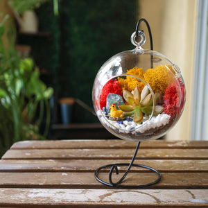 5" Glass Globe Succulent Terrarium Kit - Creations by Nathalie