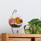 5" Glass Globe Succulent Terrarium Kit - Creations by Nathalie