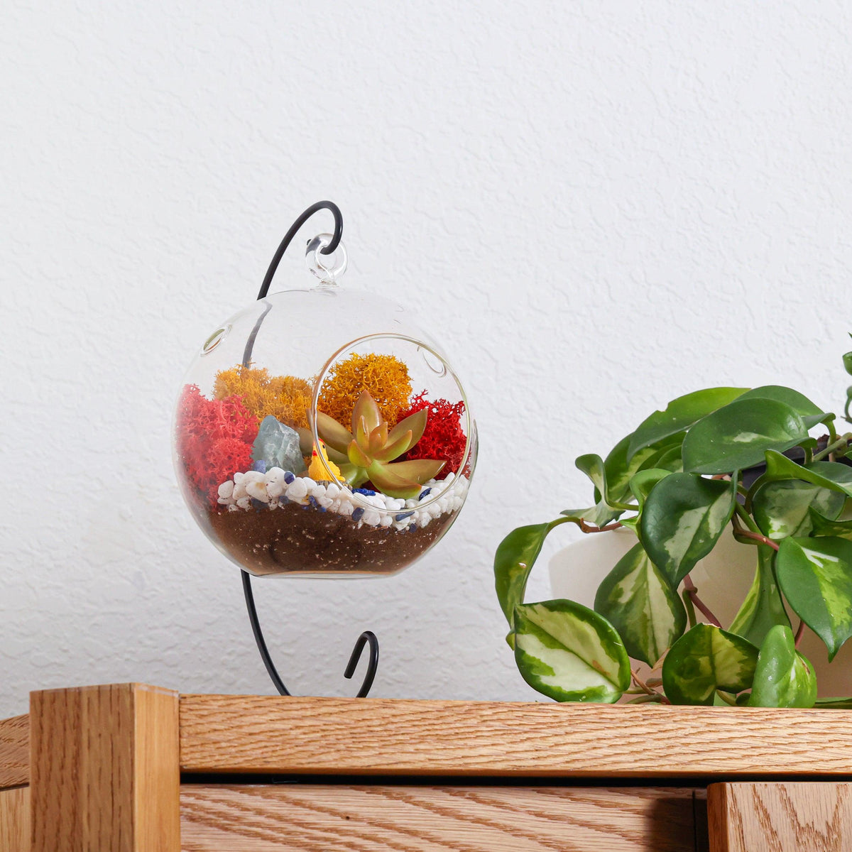5" Glass Globe Succulent Terrarium Kit - Creations by Nathalie