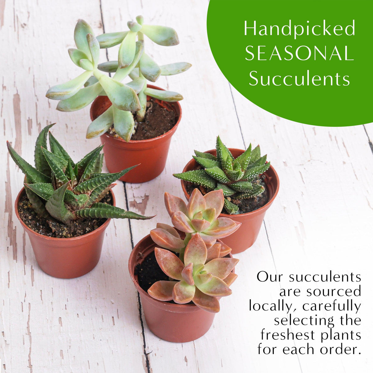 5" Glass Globe Succulent Terrarium Kit - Creations by Nathalie