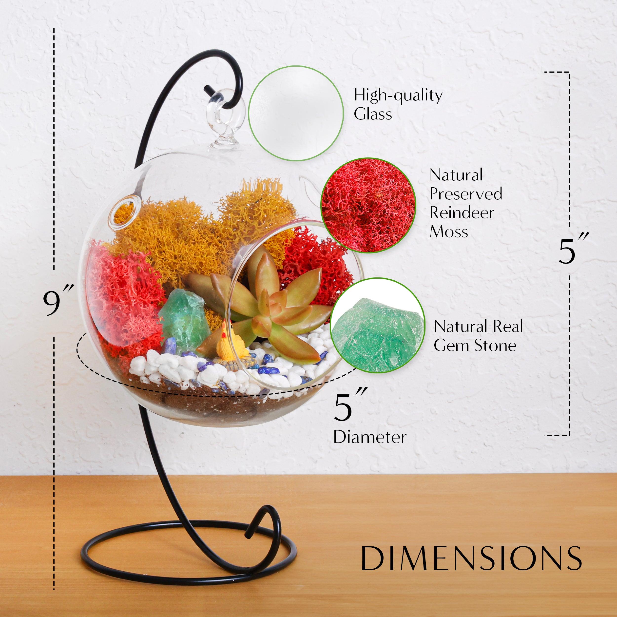 5" Glass Globe Succulent Terrarium Kit - Creations by Nathalie