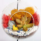 5" Glass Globe Succulent Terrarium Kit - Creations by Nathalie
