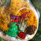 5" Glass Teardrop Holiday Ornament Terrarium Kit - Creations by Nathalie
