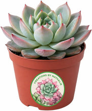 Load image into Gallery viewer, Creations by Nathalie 1 Pack Live Succulent Plants – Assorted Small Indoor Succulents, Easy Care Live Plants for Home, Office, Wedding Favors &amp; Terrariums