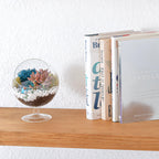 6" Glass Chalice Succulent Terrarium Kit - Creations by Nathalie
