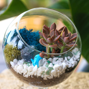6" Glass Chalice Succulent Terrarium Kit - Creations by Nathalie