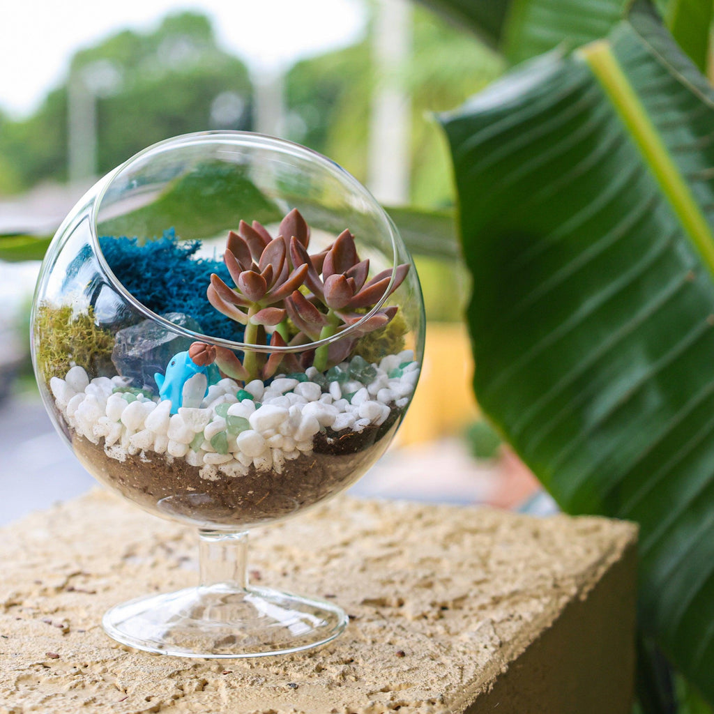 6" Glass Chalice Succulent Terrarium Kit - Creations by Nathalie