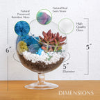 6" Glass Chalice Succulent Terrarium Kit - Creations by Nathalie