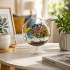 6" Glass Chalice Succulent Terrarium Kit