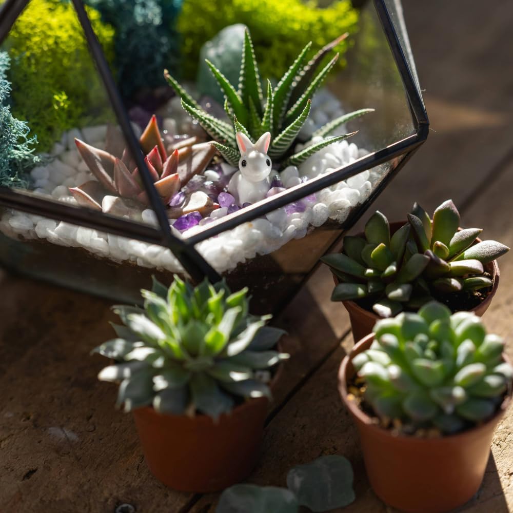 Live Succulent Plant — Assorted Mini Indoor Succulent for Terrarium, Wedding Favor, Desk Decor & DIY Plant Gift