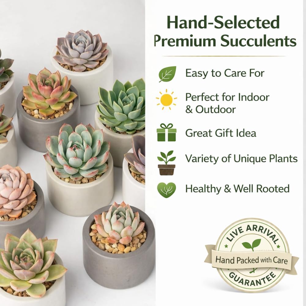Live Succulent Plant — Assorted Mini Indoor Succulent for Terrarium, Wedding Favor, Desk Decor & DIY Plant Gift
