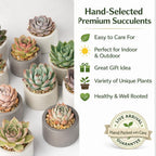 Live Succulent Plant — Assorted Mini Indoor Succulent for Terrarium, Wedding Favor, Desk Decor & DIY Plant Gift