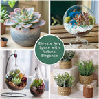 Live Succulent Plant — Assorted Mini Indoor Succulent for Terrarium, Wedding Favor, Desk Decor & DIY Plant Gift