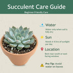 Live Succulent Plant — Assorted Mini Indoor Succulent for Terrarium, Wedding Favor, Desk Decor & DIY Plant Gift