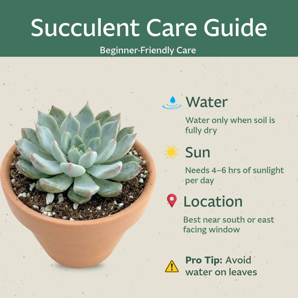 Live Succulent Plant — Assorted Mini Indoor Succulent for Terrarium, Wedding Favor, Desk Decor & DIY Plant Gift