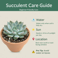 Load image into Gallery viewer, Creations by Nathalie 1 Pack Live Succulent Plants – Assorted Small Indoor Succulents, Easy Care Live Plants for Home, Office, Wedding Favors &amp; Terrariums