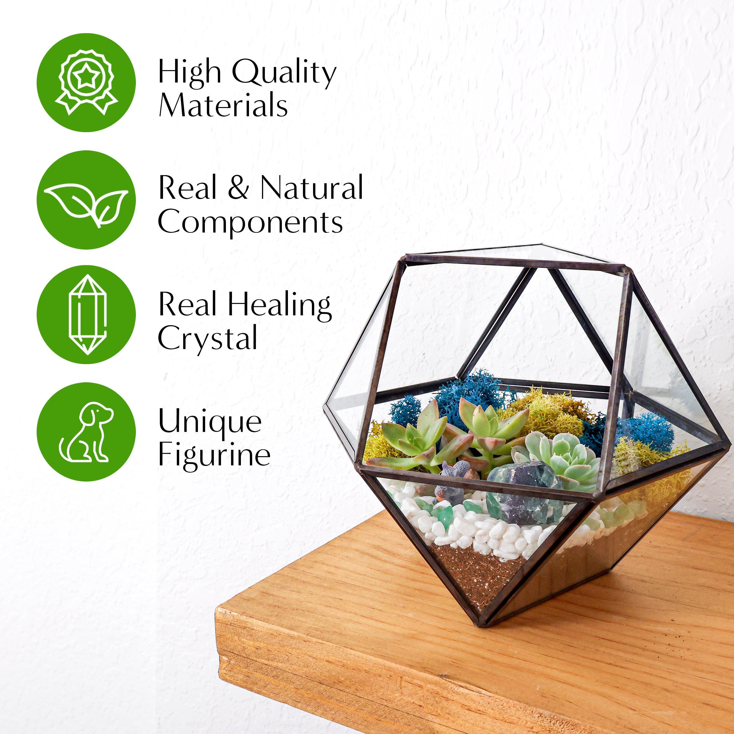 DIY Terrarium Succulent Planter Kit  Includes Hoffman Organic Cactus and  Succulent Soil Mix, Orchid Bark, Decorative Rocks, Moss, and  Professional-Grade Charcoal