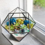 7” Geometric Black Glass Succulent Terrarium Kit - Creations by Nathalie