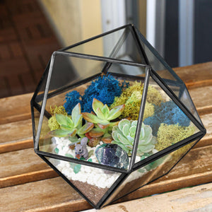 7” Geometric Black Glass Succulent Terrarium Kit - Creations by Nathalie